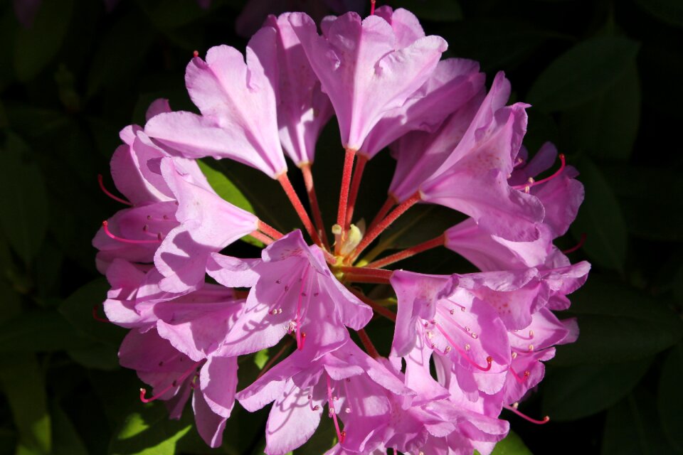 Floral nature blossom photo