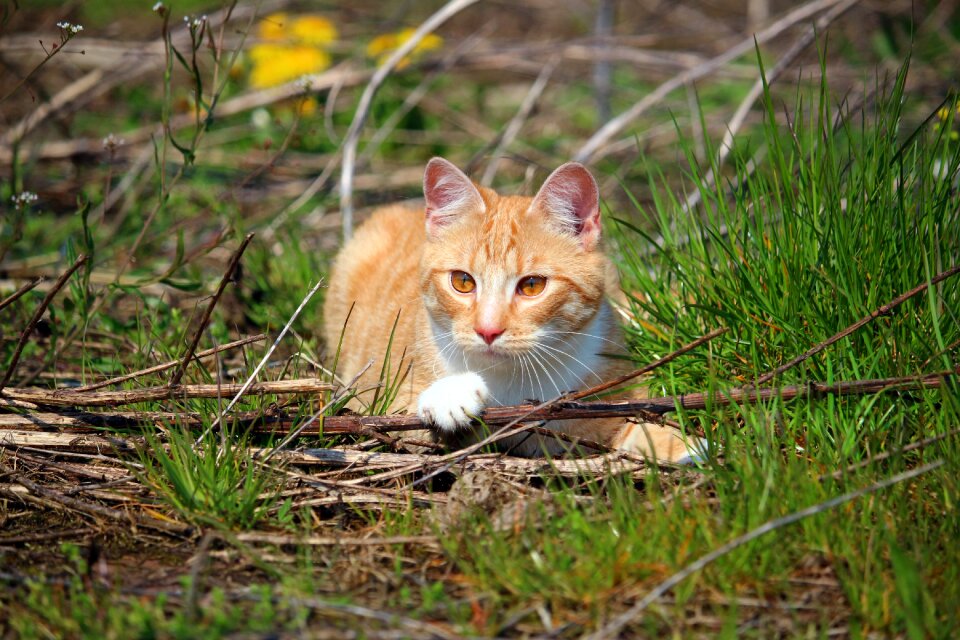 Red mackerel tabby red cat mackerel