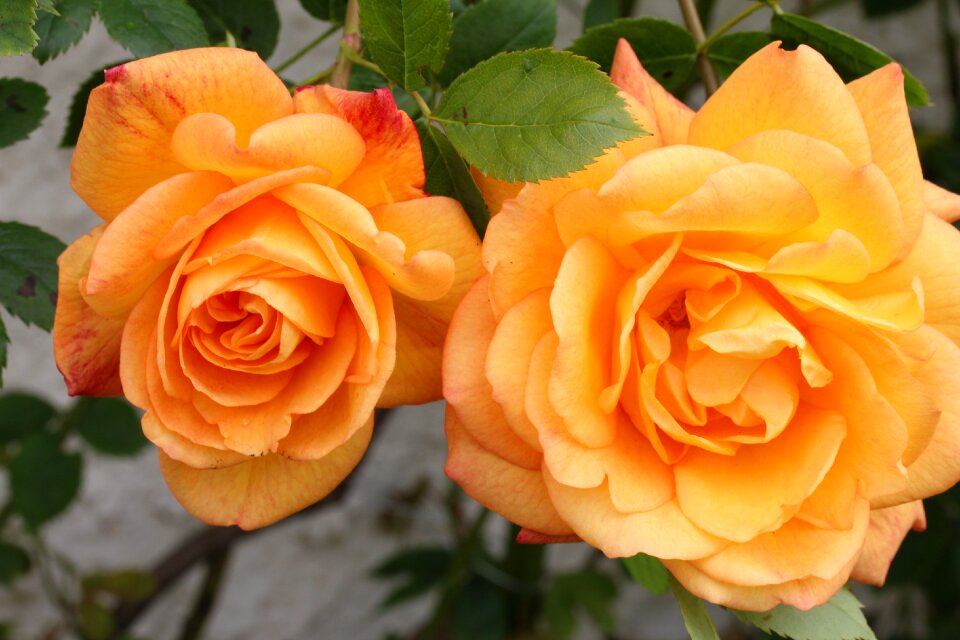Floral nature blossom