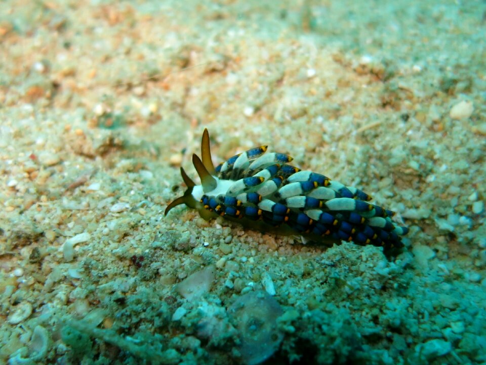 Diving underwater water