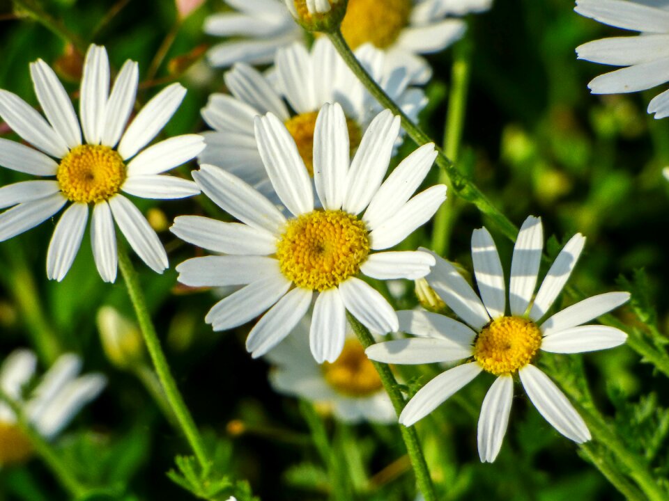 Spring flowers spring flower white