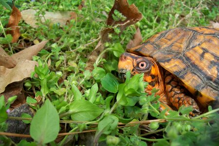 Orange shell natural