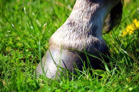 Meadow grass thoroughbred arabian
