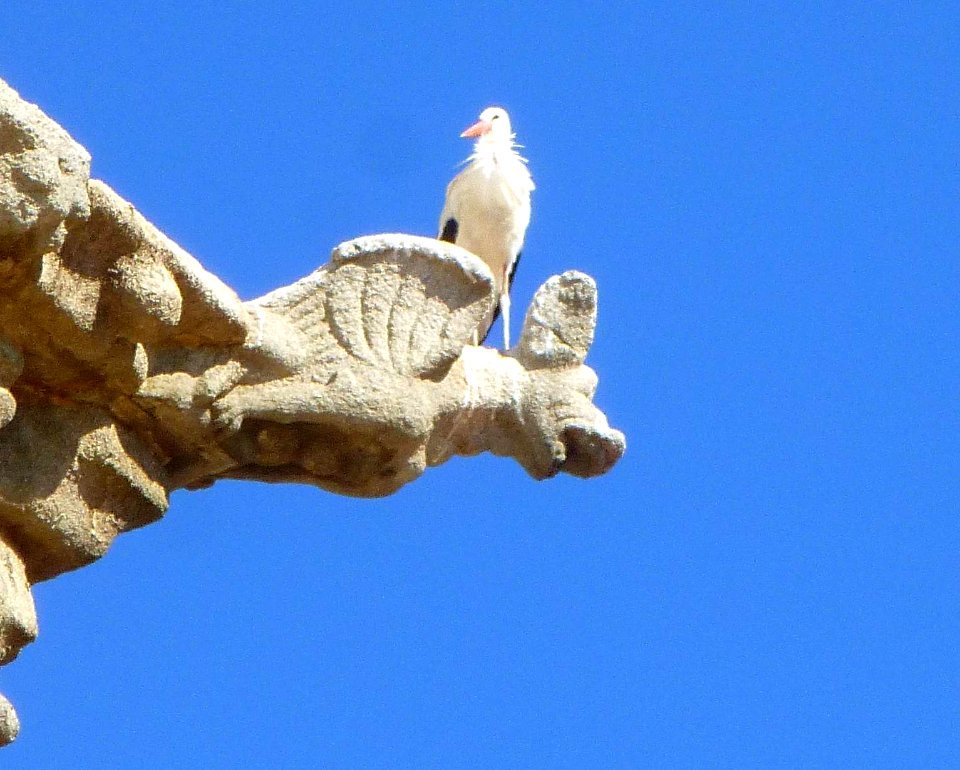 Colmenar Viejo - Basílica de la Asunción de Nuestra Señora 09