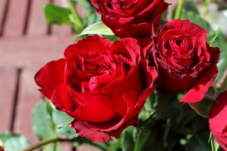 Red roses flower romance photo