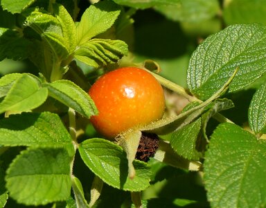 Rugosa rose plant garden