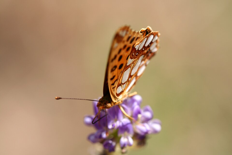 Close insect macro photo