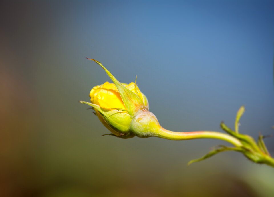 Yellow flower garden flower garden