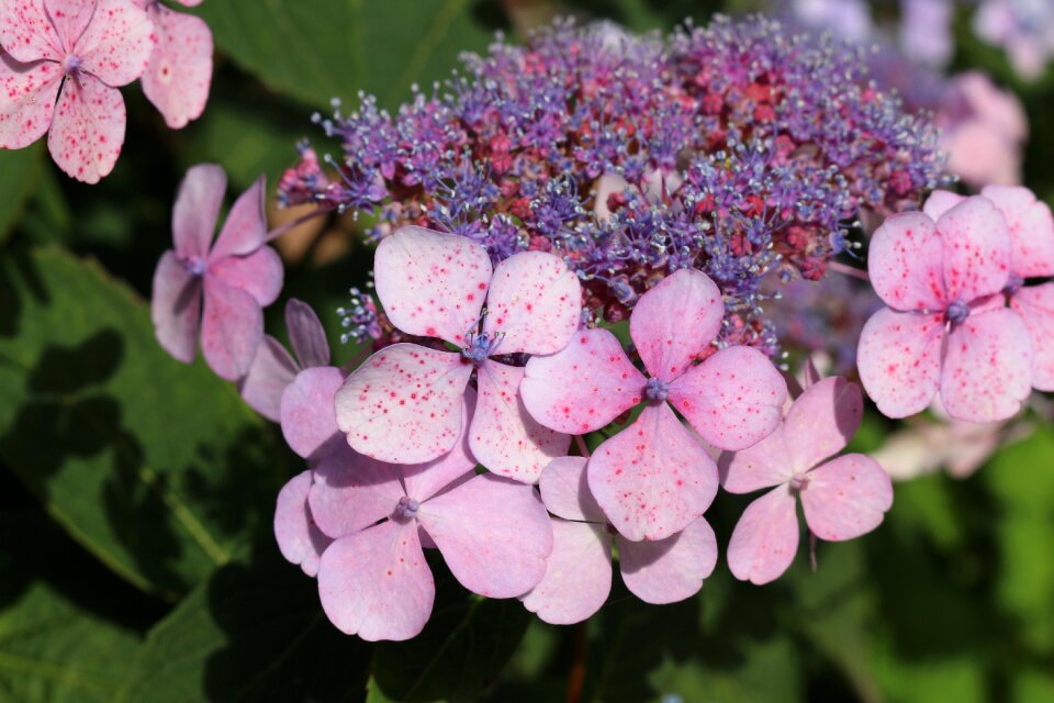 Plant blossom bloom