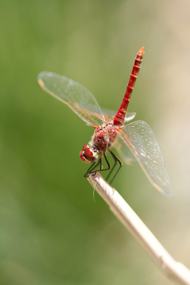 Wing fly macro