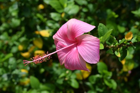 Rosa-sinensis flower pink