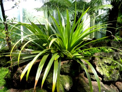 Collospermum hastatum - Palmengarten Frankfurt - DSC01877