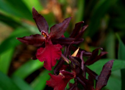Colmanara Masai