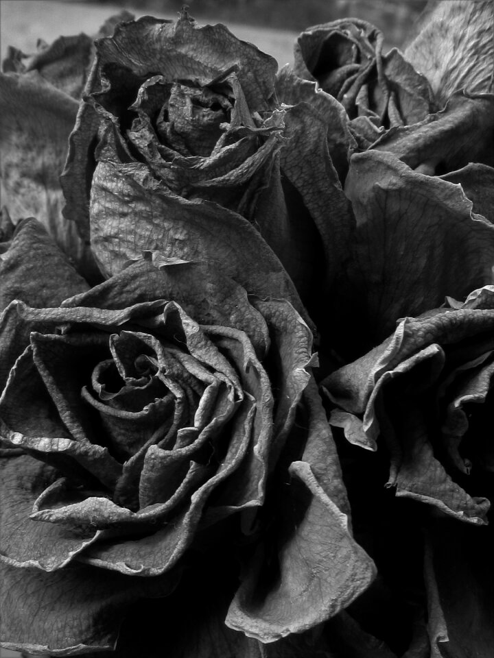 Roses black and white dusty