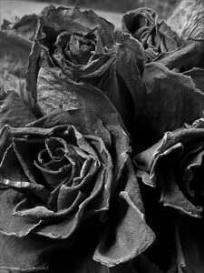 Roses black and white dusty