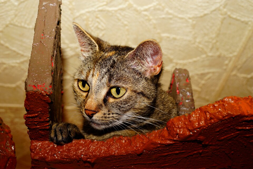 Cat's eyes paw curious