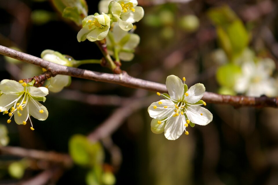 Plum blossom branch flowering twig