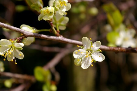 Plum blossom branch flowering twig photo