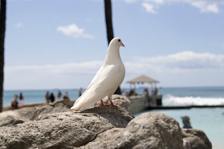 Sky beach animal