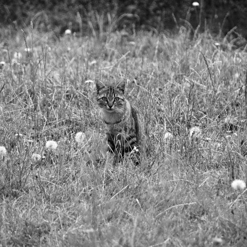 Domestic animal cat eyes tabby