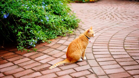 China ginger fur outdoor