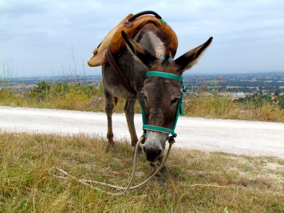 Animal portugal beast of burden