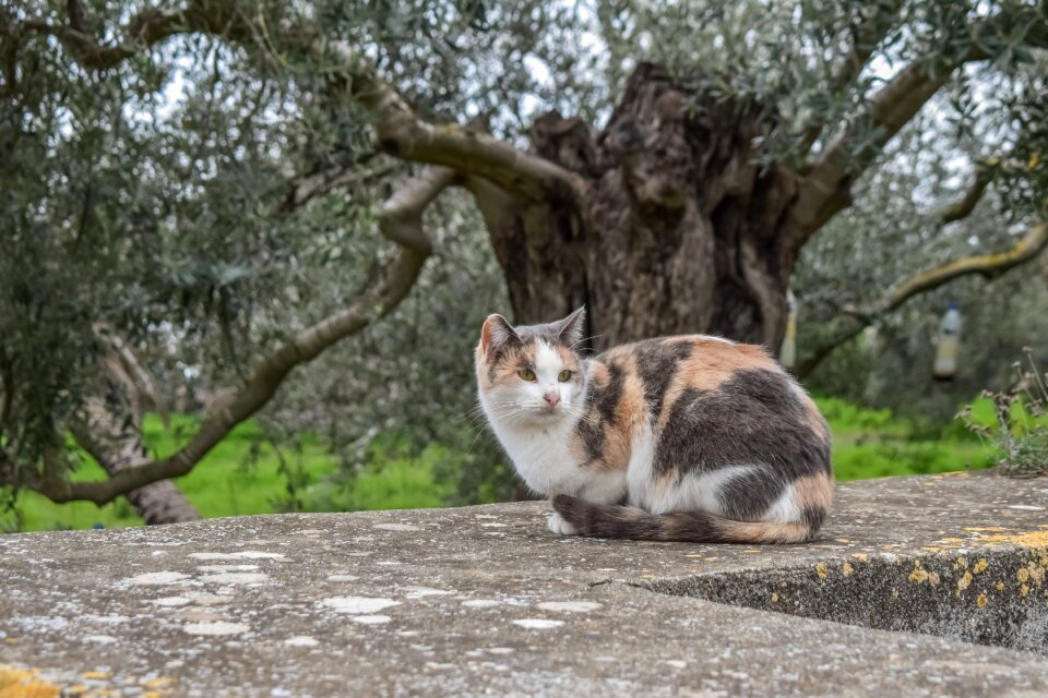 Animal cute kitty