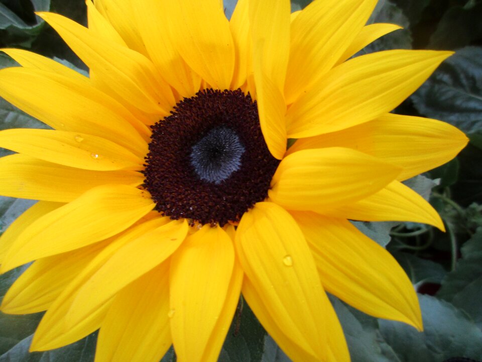 Sunny summer flower