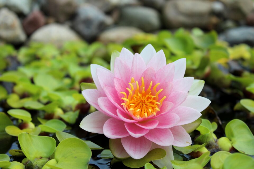 Plant blossom bloom