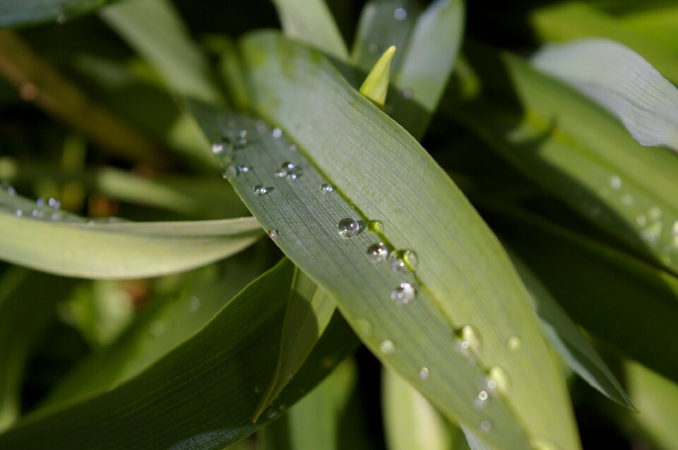 Wet rain flower