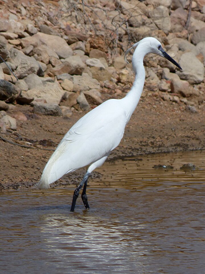 Ebro delta snowy egret egretta garzetta natural park