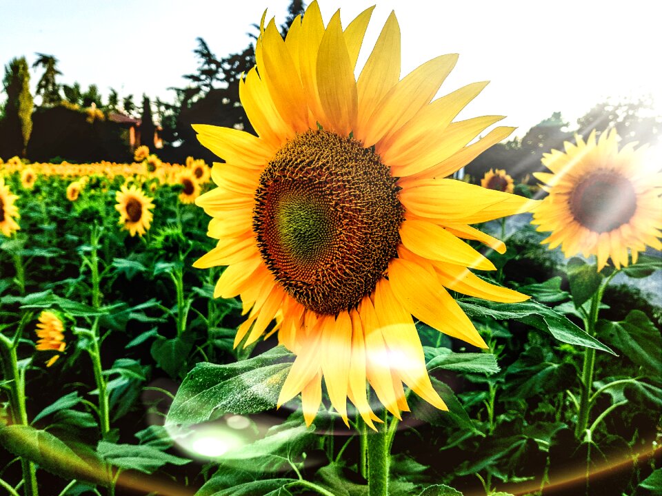 Flowers landscape campaign