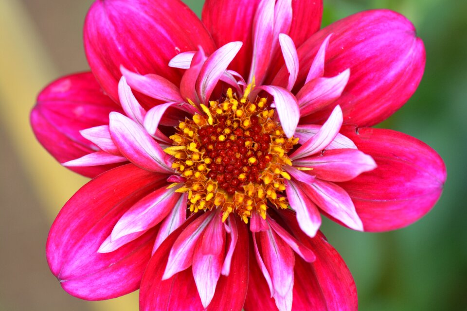 Flower nature dahlia