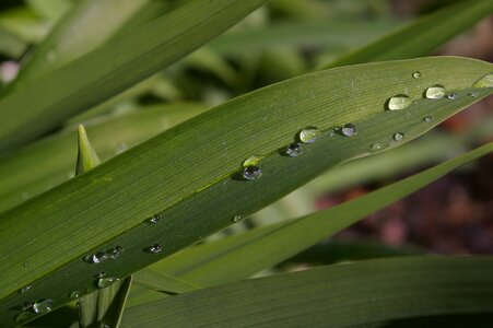 Wet rain flower photo