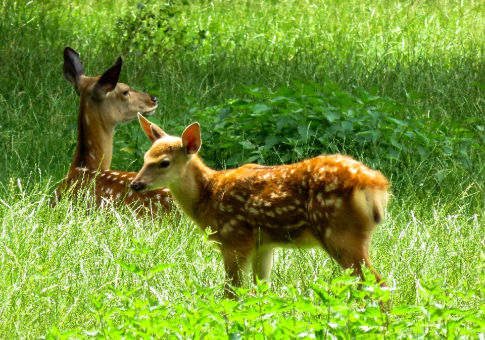 Red deer roe deer scheu