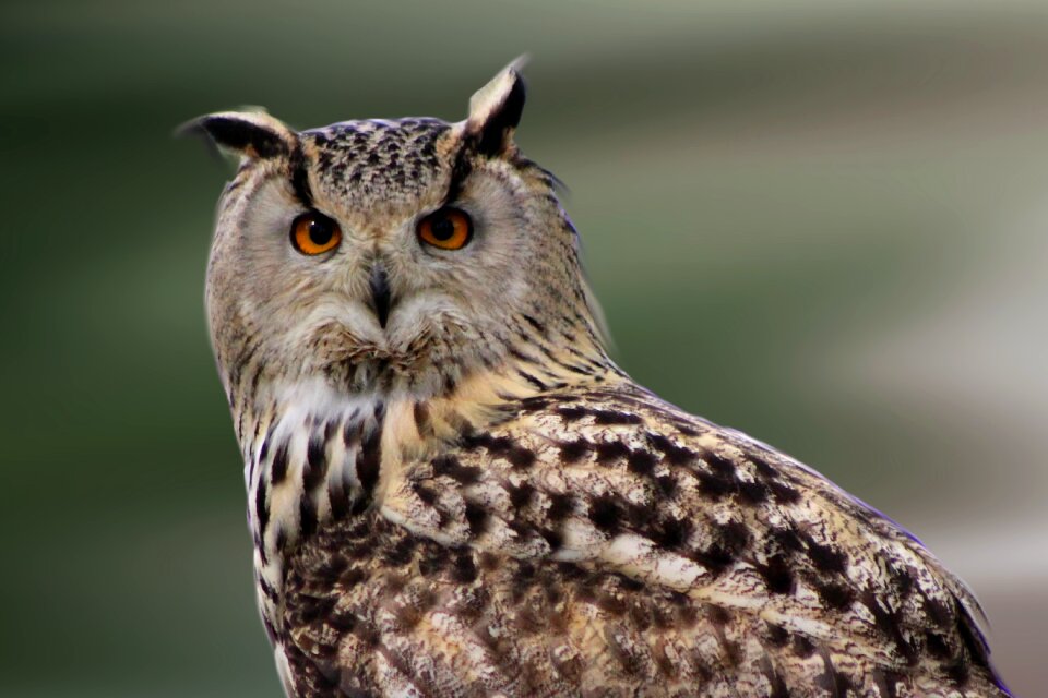 Bird of prey animals close up
