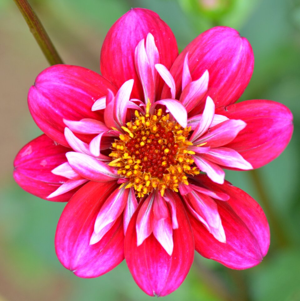 Nature dahlia beauty