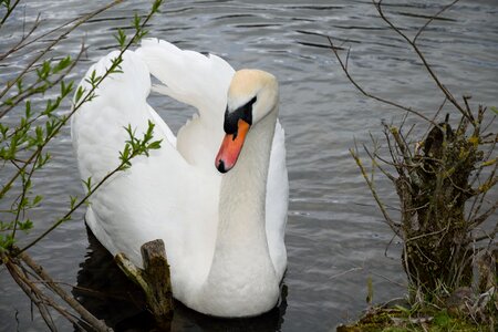 Pond nature white swan