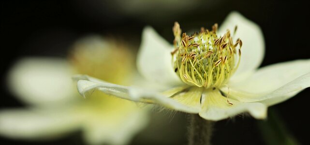 Bloom flower bloom photo