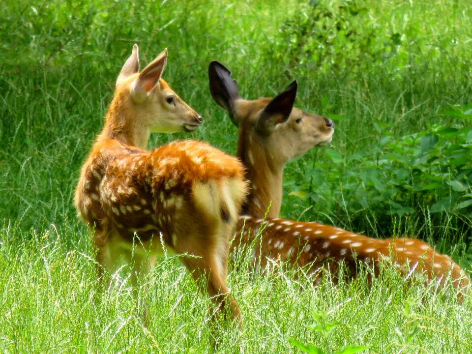 Red deer roe deer scheu