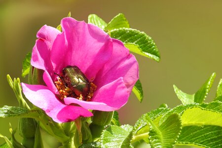 Wild rose insect beetle photo
