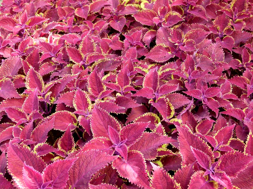 Coleus