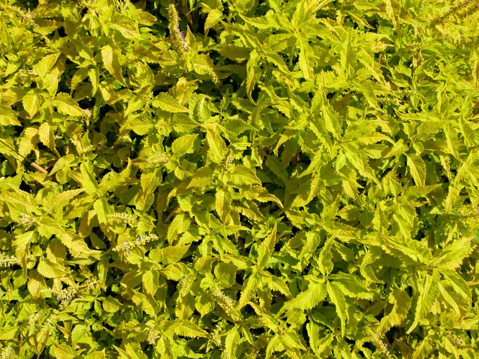 Coleus blumei serres du Luxembourg