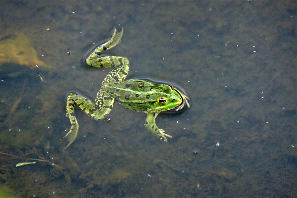 Toad aquatic animal garden pond