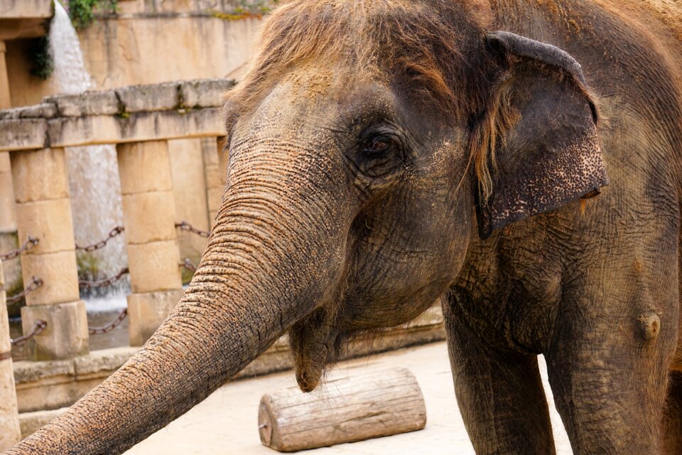 Ivory wrinkled skin