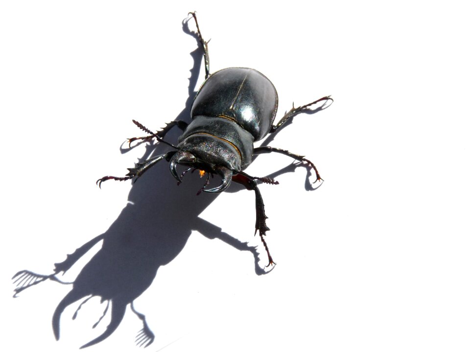 Escanyapolls shadow threat