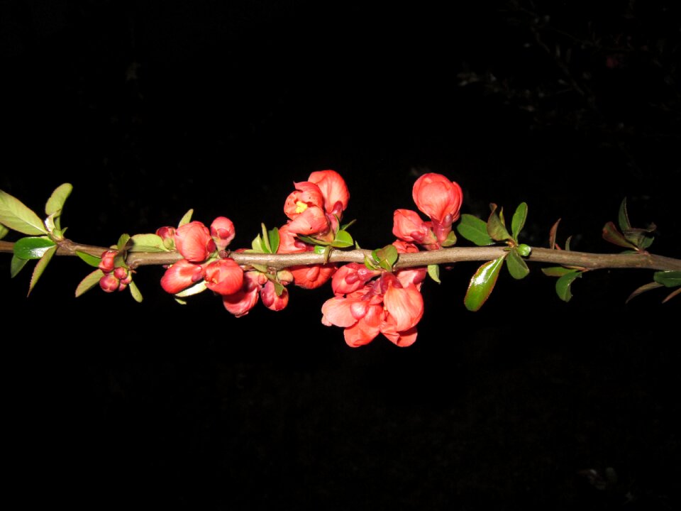 Quince flower branch red