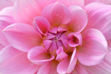Dahlia pink beauty photo