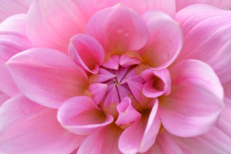Dahlia pink beauty