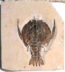 Coleia Teylers Museum 7112012